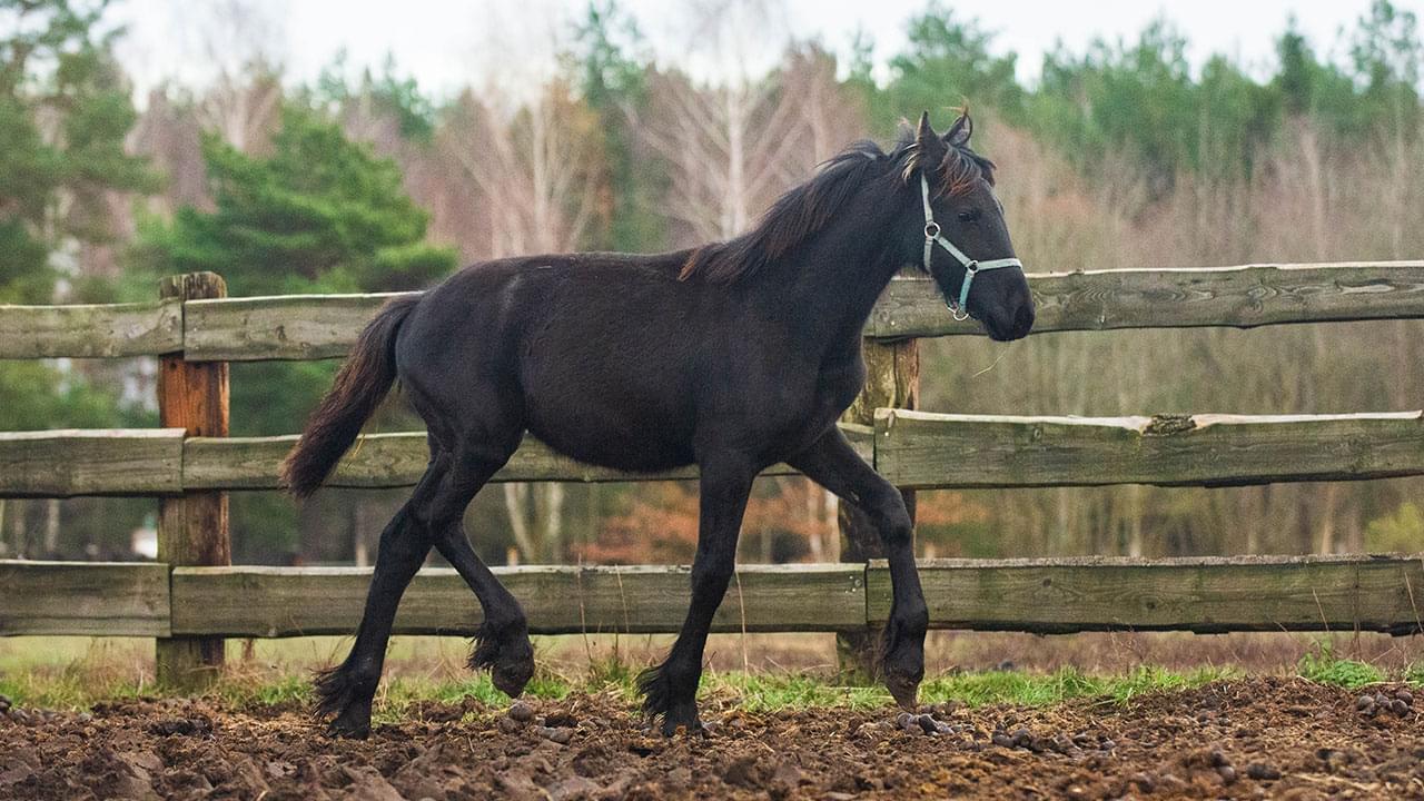 czarny koń na tle drzew i drewnianego ogrodzenia