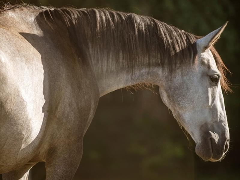 jasny koń stojący na tle zielonego lasu