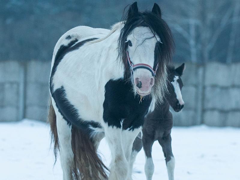 biały koń w czarne łatki stojący na śniegu