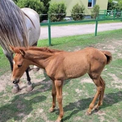 Mały brązowy konik stojący obok dużego jasnego konia