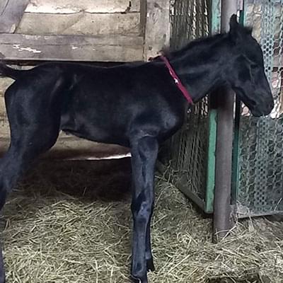 stojący mały czarny konik