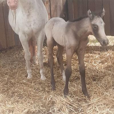 stojący mały jasny konik