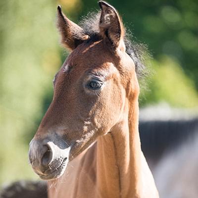 zdjęcie brązowego konia wykonane z bliska za nim widać rozmazany las