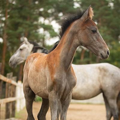 Dwa konie duży i mały stoją na tle drzew i ogrodzenia
