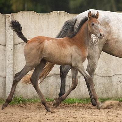 Dwa konie duży biały i mały brązowy poruszają się na tle betonowego ogrodzenia