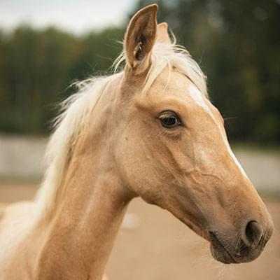 zdjęcie brązowego konia wykonane z bliska za nim widać rozmazany zielony las