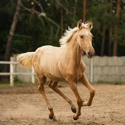 Jasny koń poruszający się szybko po piasku za nim widać drzewa