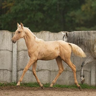 Jasny koń poruszający się na tle betonowego ogrodzenia