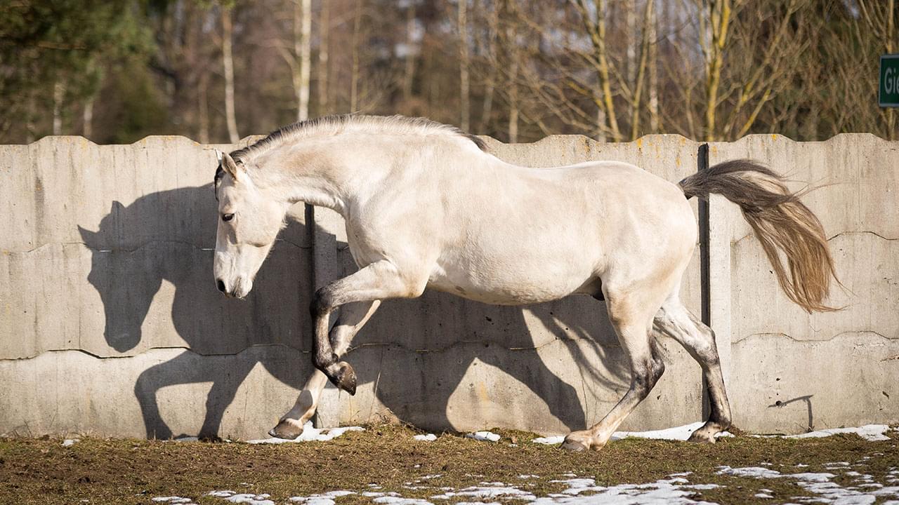 duży jasny koń poruszający się na tle betonowego ogrodzenia i lasu