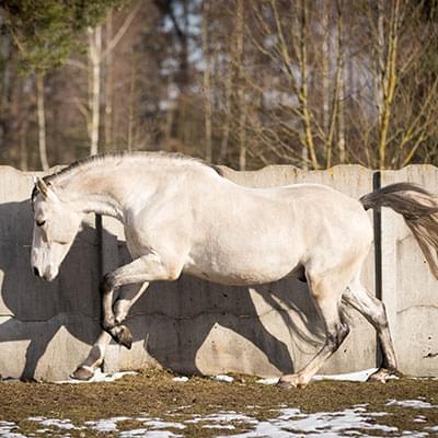 jasny duży koń poruszający się na tle betonowego ogrodzenia