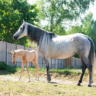 Dwa jasne konie jedne duży a drugi mały stoją na tle zielonej trawy