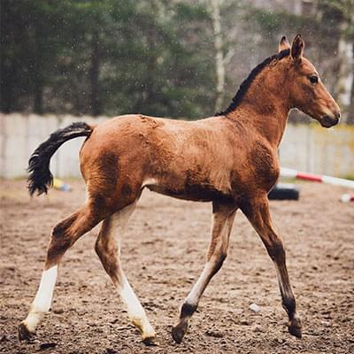 brązowy mały koń poruszający się po piasku za nim widać betonowe ogrodzenie i drzewa