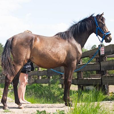 brązowy duży koń stojący przy drewnianym ogrodzeniu