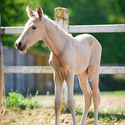 jasny koń stojący na tle zielonych drzew i ogrodzenia
