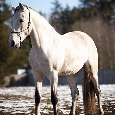 biały duży koń stojący na śniegu za nim widać las