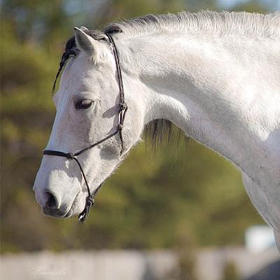 Zdjęcie dużego białego konia wykonane z bliska za nim widać rozmasany las