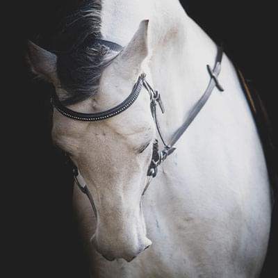 zdjęcie białego konia z opuszczoną głową