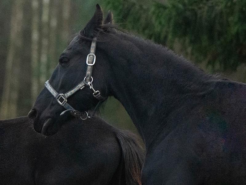 czarny koń stojący na tle lasu