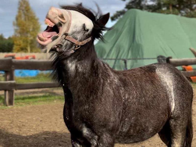 roześmiany mały brązowy konik z białą głową