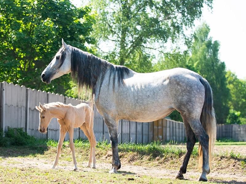piękny jasno koń stojący na tle betonowego ogrodzenia i drzew