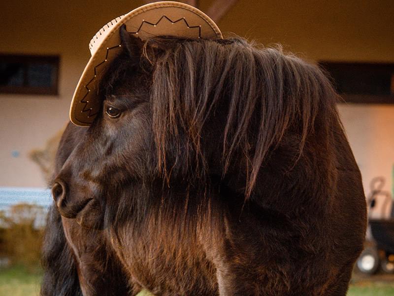 brązowy kucyk w kalepuszu stojący na trawie
