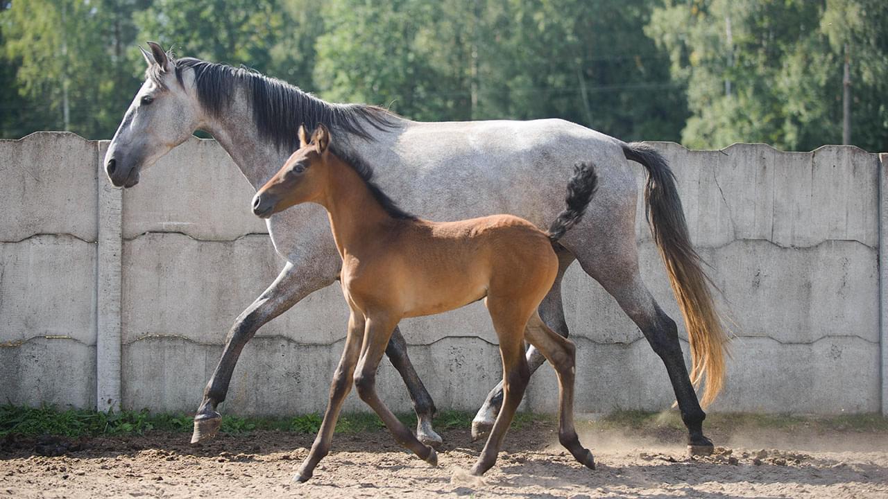 Dwa spacerujące konie jeden jest duży i jasny natomiast drugi jest mały i brązowy
