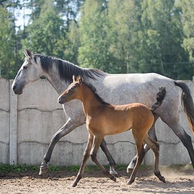 Dwa spacerujące konie jeden jest duży i jasny natomiast drugi jest mały i brązowy