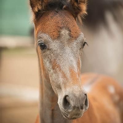Zdjęcie brązowego konia wykonane z bliska za koniem jest rozmazane tło