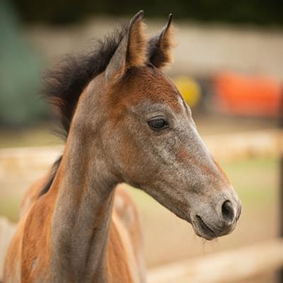 Zdjęcie brązowego małego konia wykonane z bliska za nim widać rozmazane tło
