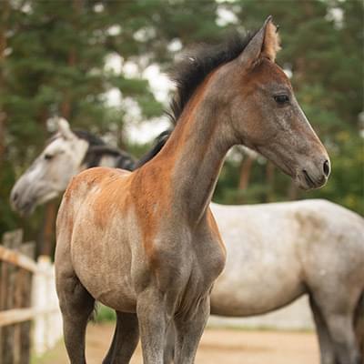 Zdjęcie małego brązowego konia wykonane na tle dużego białego konia i zielonych drzew