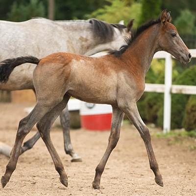Na zdjęciu widać dwa konie jeden mały brązowy oraz drugi duży biały