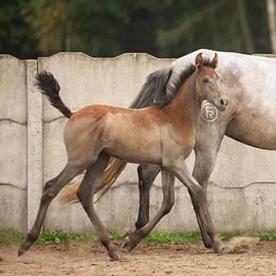 dwa konie mały brązowy i duży biały spacerują na tle betonowego ogrodzenia i zielonych drzew