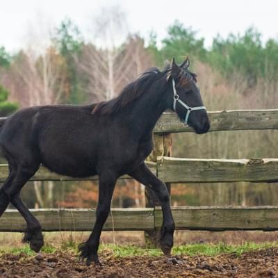 czarny koń na tle drewnianego ogrodzenia i drzew