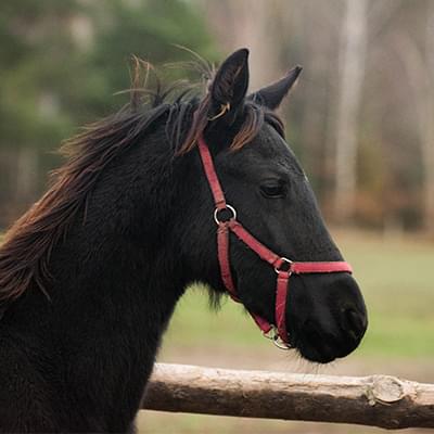 czarny koń na tle drzew
