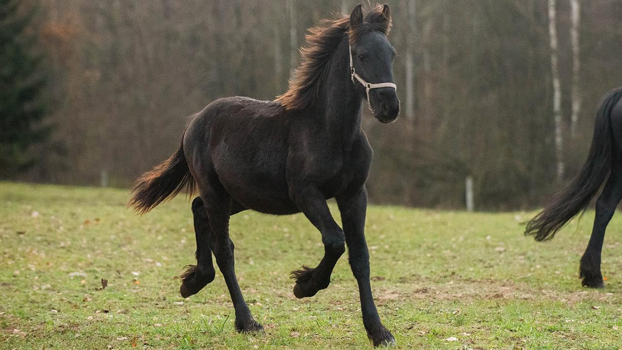 czarny koń poruszający się po zielonej trawie