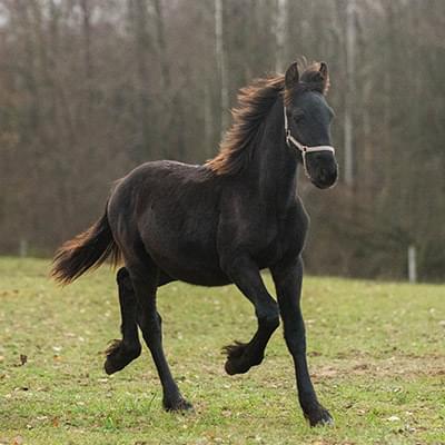 czarny koń poruszający się po zielonej trawie