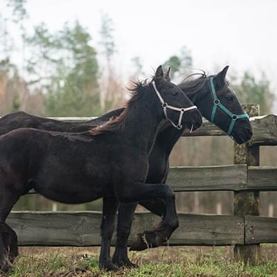 dwa czarne konie poruszające się za nimi widać drewniane ogrodzenie