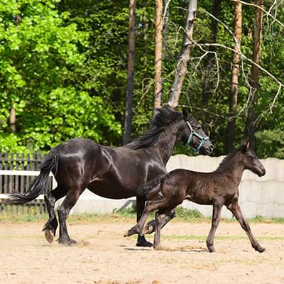 dwa ciemne konie poruszające się na tle betonowego ogrodzenia i lasu