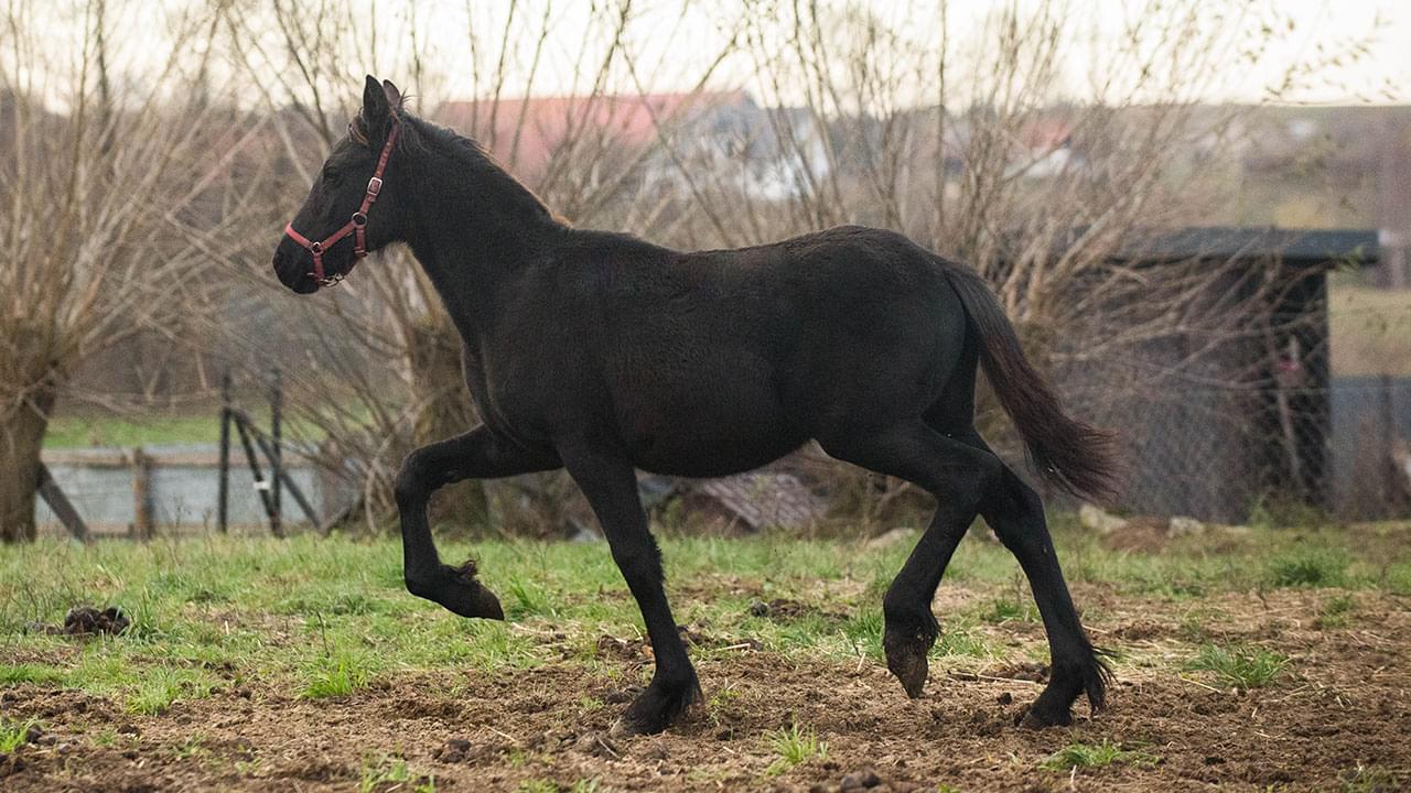 czarny koń poruszający się po trawie