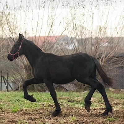 czarny koń poruszający się po trawie