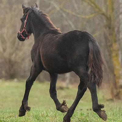 zdjęcie czarnego konia wykonane od tyłu za nim widać drzewa