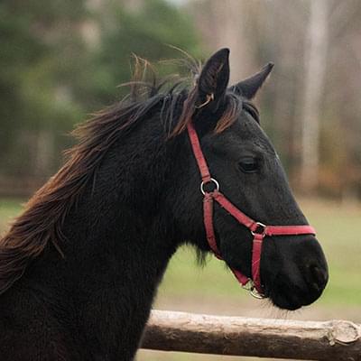 zdjęcie czarnego konia wykonane na tle lasu