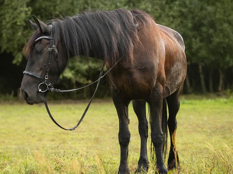 brązowy koń stojący na trawie, za nim są drzewa
