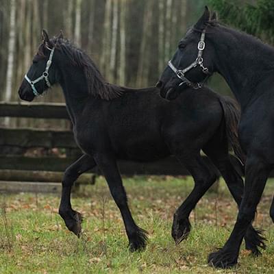 dwa czarne konie poruszające się