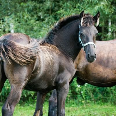dwa ciemne konie stojące na tle drzew