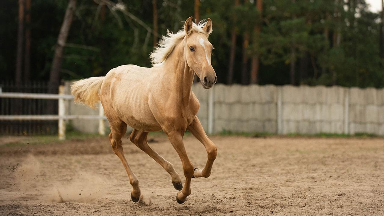 jasny koń poruszający się po piaskowym podłożu