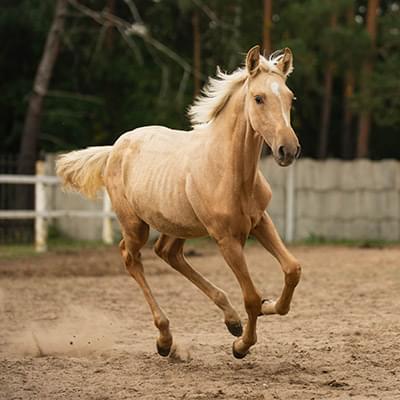 jasny koń poruszający się po piaskowym podłożu