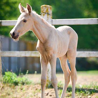 jasny koń stojący na tle zielonych drzew i białego ogrodzenia