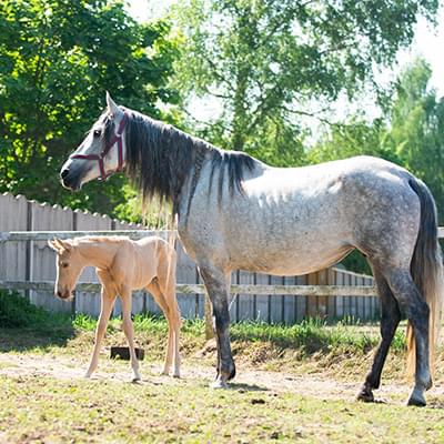 dwa jasne konie stojące obok siebie jeden jest mały a drugi duży