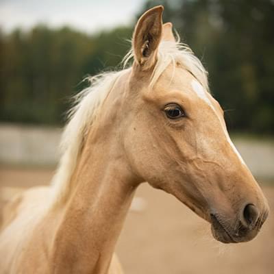 zdjęcie jasnego konia z bliska
